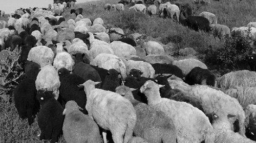 Transhumance 1